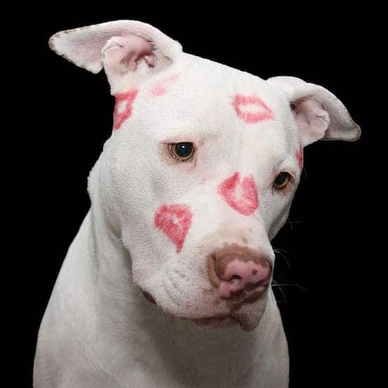 pit bull with kisses