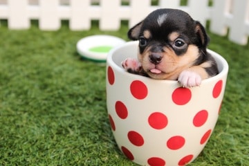renting to tenants with dogs: dog in teacup